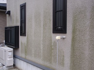 外壁の藻の発生例の写真