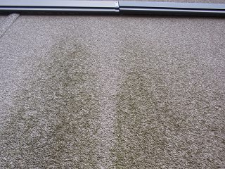 外壁の藻の発生写真